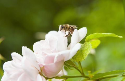 Cerca de abeja aterrizando en rosa rosa