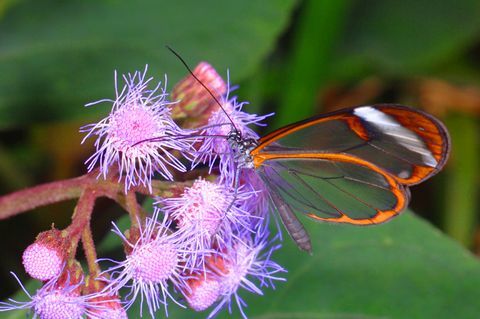 Mariposa Glasswing, Greta Oto, Stratford upon Avon Butterfly Park