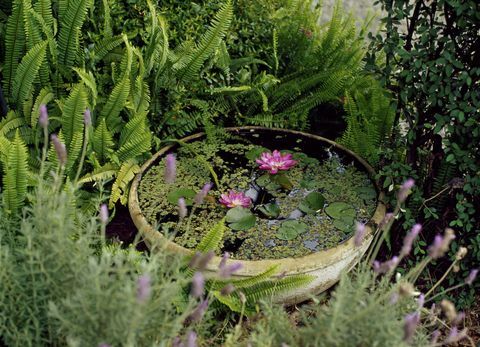 Pequeño estanque contenedor en un jardín con lirios rosados: plantas a base de agua en un recipiente de barro rodeado de lavanda y hojas perennes