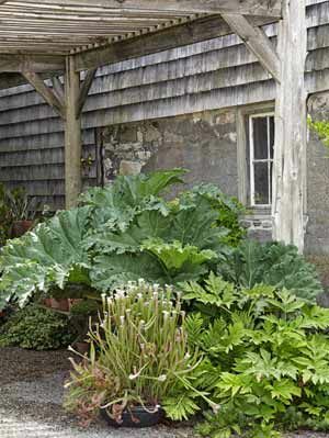 plantas de jardin