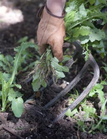 Tirando de las malas hierbas, usando un tenedor grande de jardín para levantar el suelo