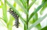 Arbustos de mariposas: 3 razones para nunca plantar un arbusto de mariposas