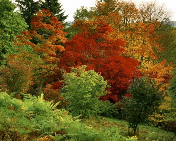 varios acers en winkworth arboretum en todos los tonos del otoño, desde amarillo y naranja hasta helecho carmesí en primer plano, aunque todavía principalmente verde, está comenzando a volverse marrón