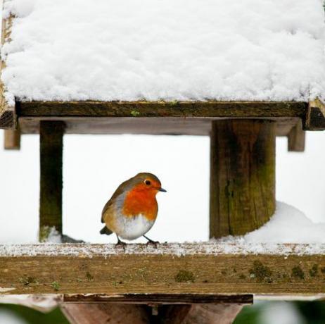 cómo ayudar a los petirrojos a sobrevivir al duro clima invernal