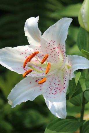 Cerca de hermosos lirios blancos que crecen en un jardín de verano naturaleza