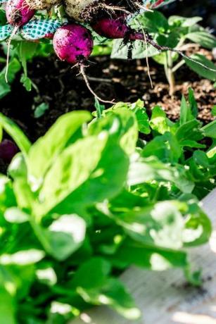 Mujer recogiendo rábano en el jardín