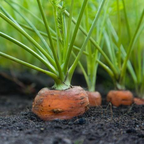 Zanahorias de cosecha propia saludables