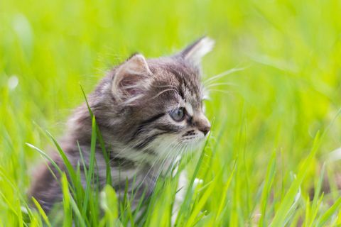 Gatito sentado en la hierba al sol