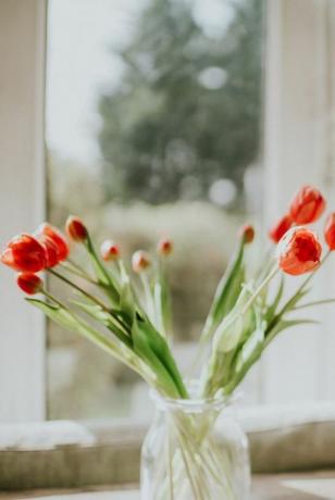 Tulipanes rojos en un jarrón contra una ventana