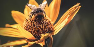 Primer plano de miel de abeja en flor amarilla